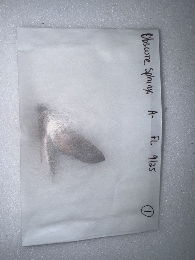 OSCURE SPHINX MOTH A- BY SEPT FL 2025