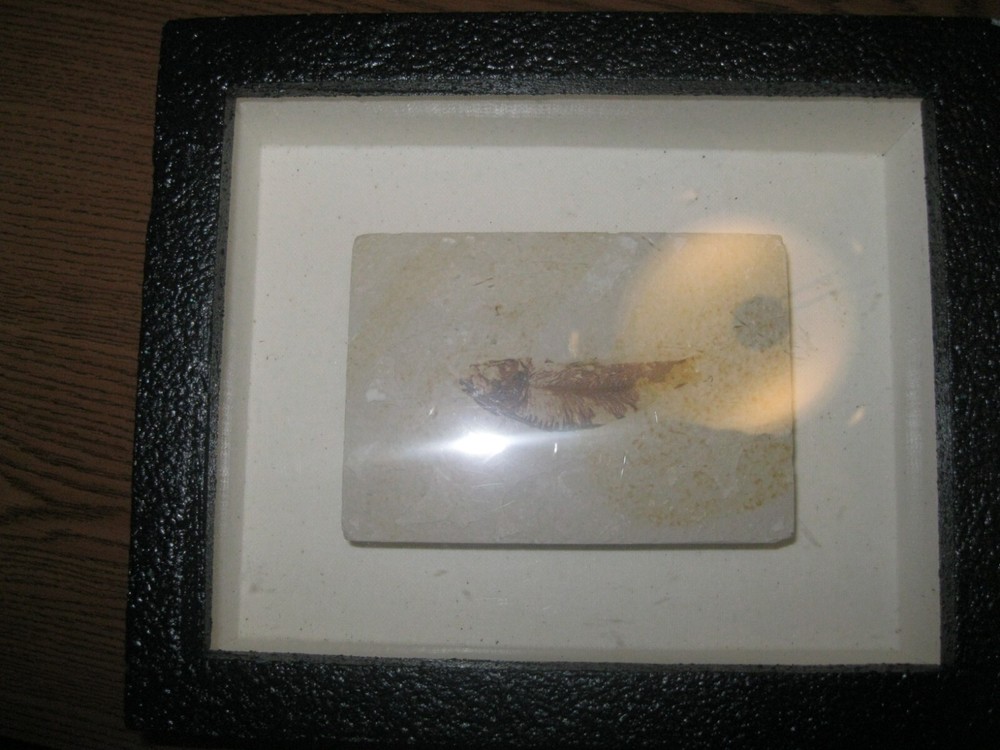 Framed Fossilized Fish Specimen