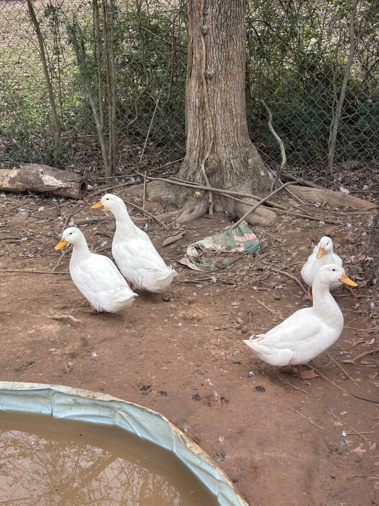 Duck 6+ Hatching Egg Pekin