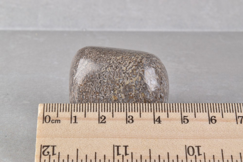 Fossilized Dinosaur Bone Polished from Morocco 4.2 cm # 19755