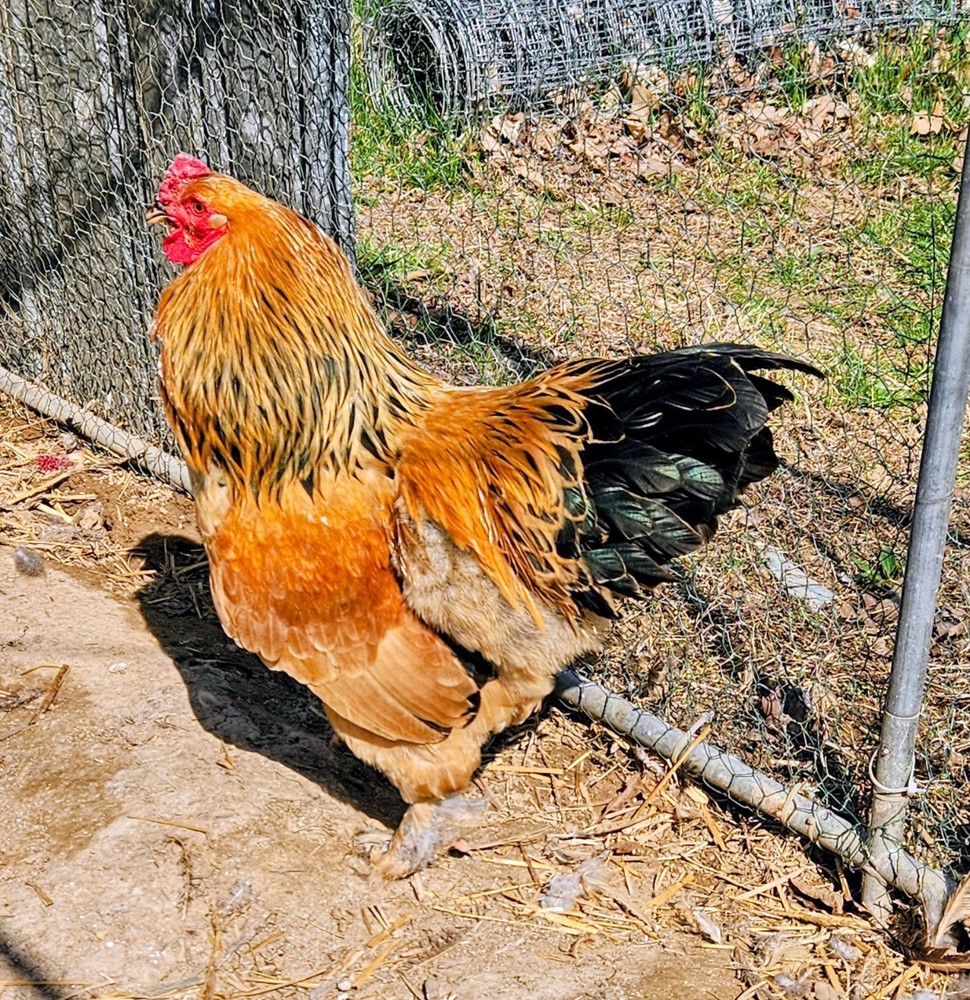 Hatching Eggs Buff Brahma 5+