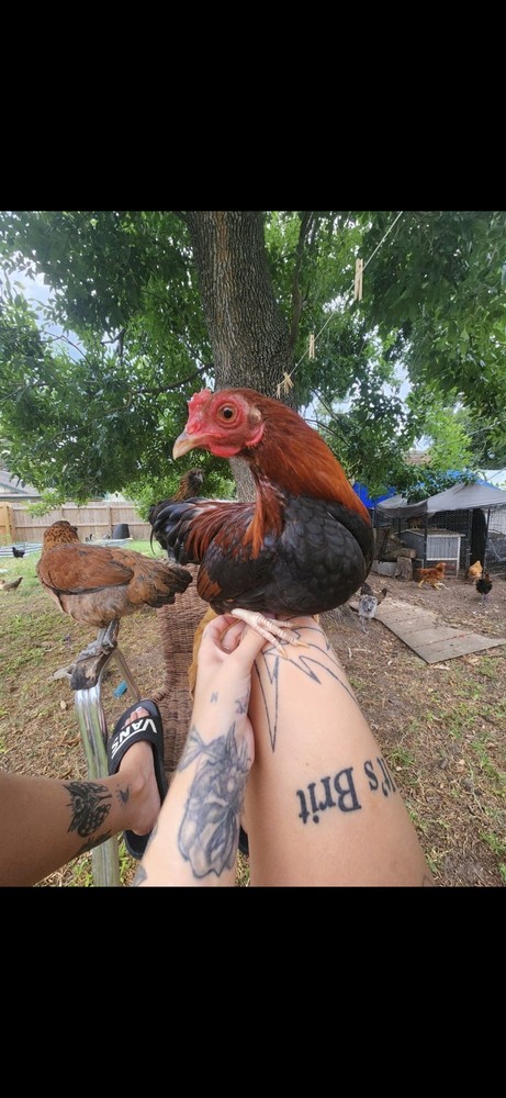 Fertile Bantam Mystery Hatch 12 eggs