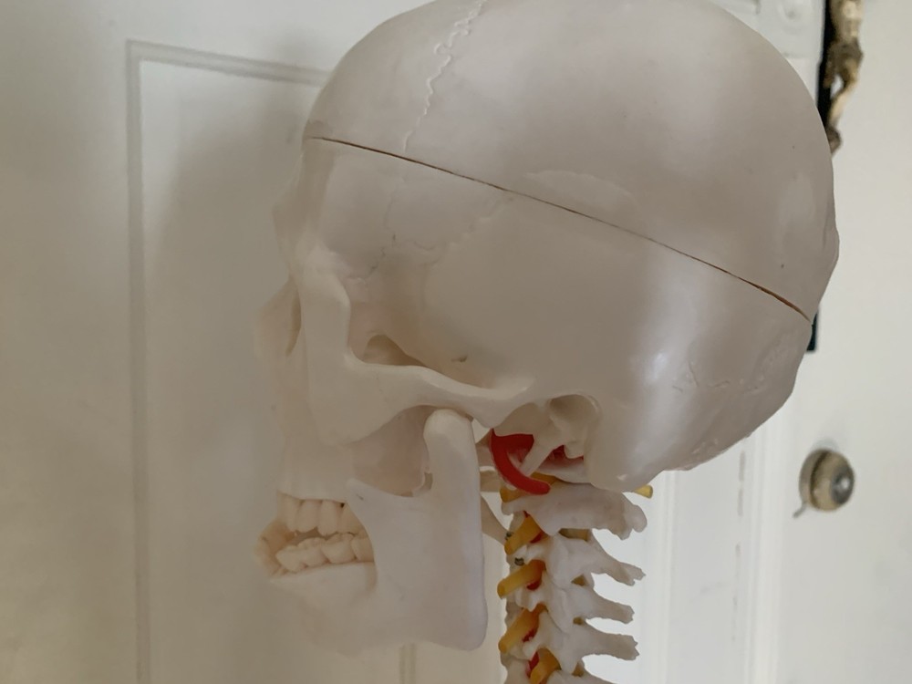 Fantastic Human Skeleton Model