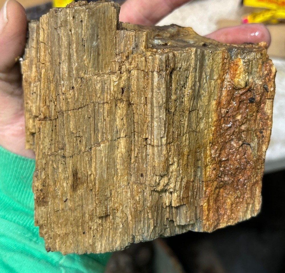 Colorful petrified wood