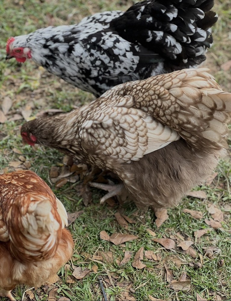 6+ Chocolate Silver Laced Orpington Hatching Eggs