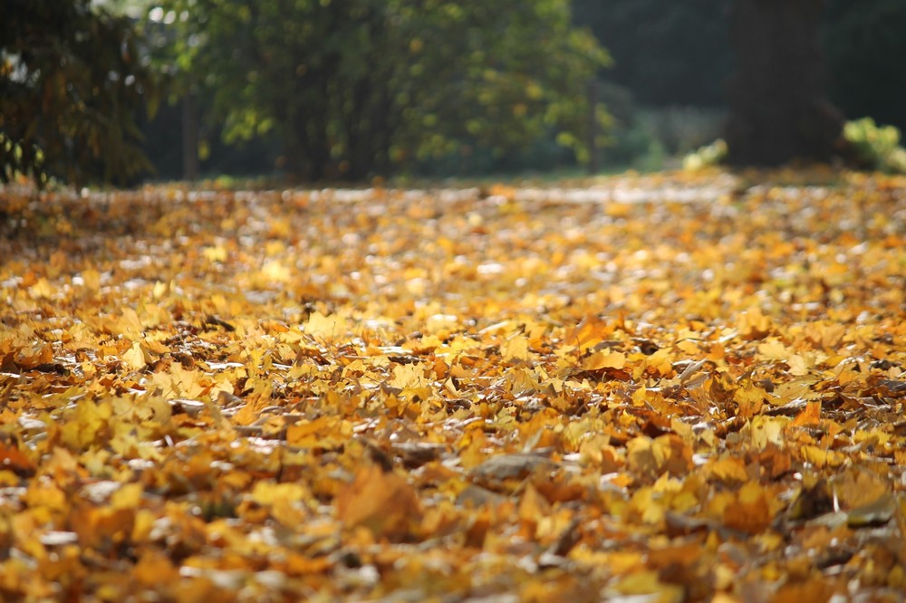 Landscape fall leaves Custom Gaming Mat Desk