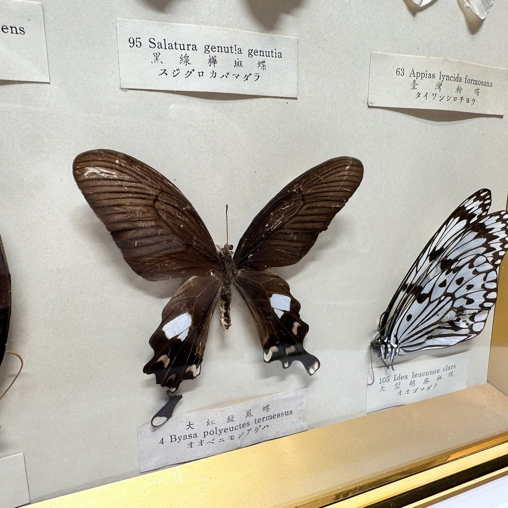 Rare Butterfly Specimen Display