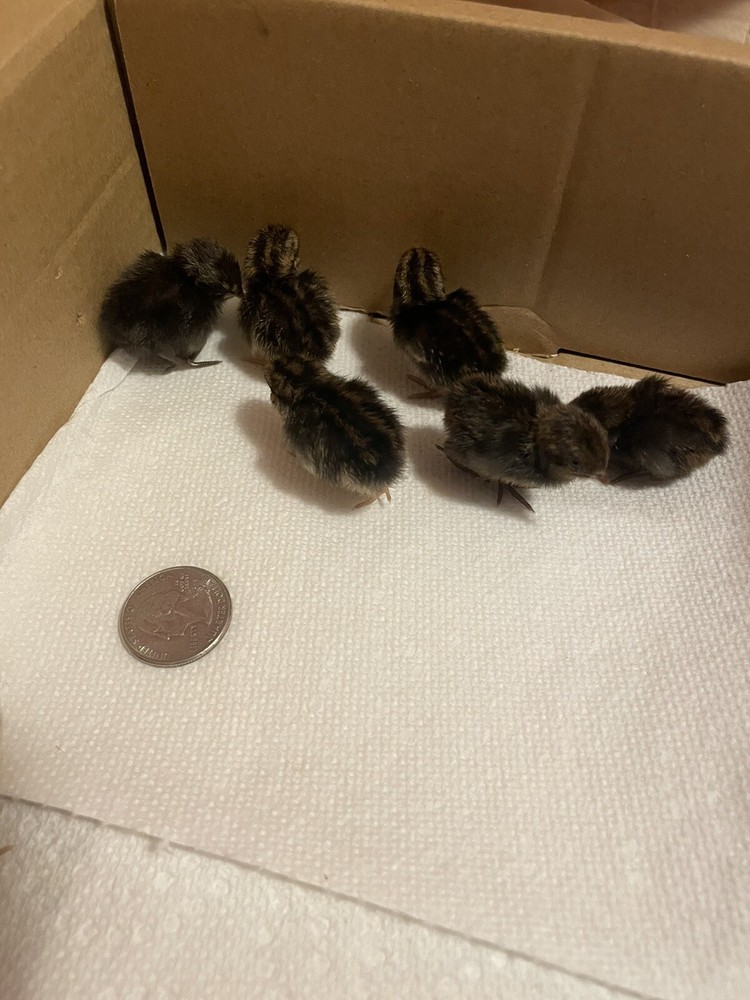 24 Fertile Button Quail Hatching Eggs