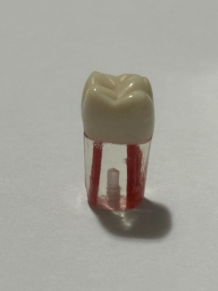 Endo Tooth #26 For ADC MODEL (3 Pack)