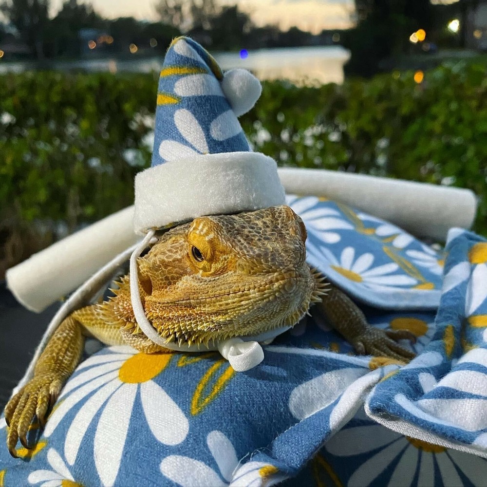 Bearded Dragon Beds, 6 pieces