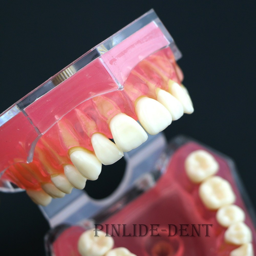 Dental Typodont Practice Study Standard Teeth Model 28 Pcs Removable Teeth M7008