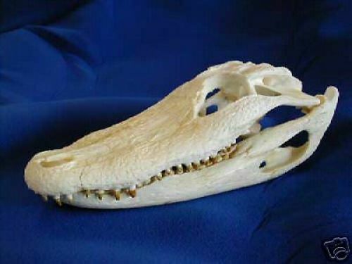 AMERICAN ALLIGATOR SKULL  REPLICA