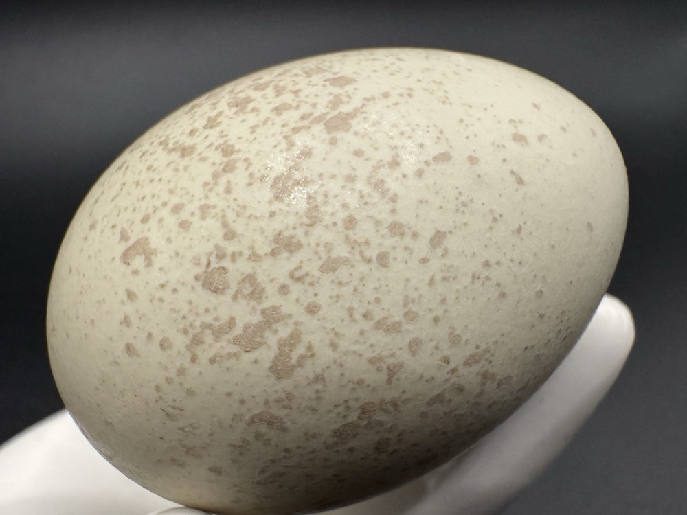 Hatching Chicken Eggs 10+ Speckled