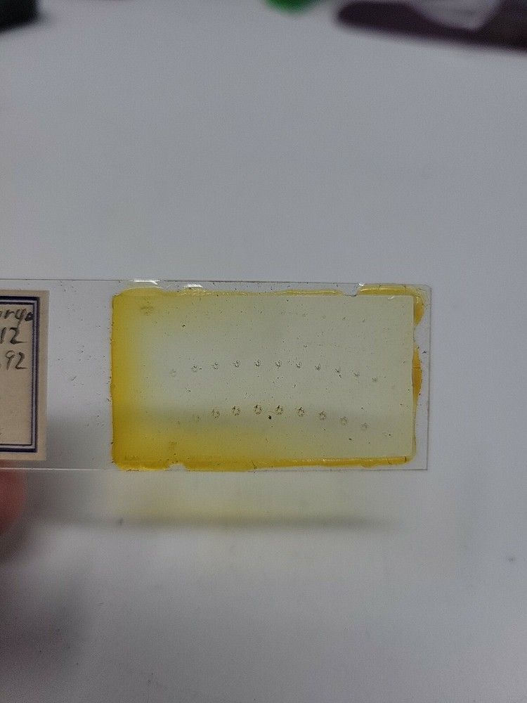 Vintage Microscope Slide 1941