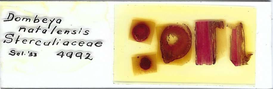 Dombeya natalensis Microscope Slide
