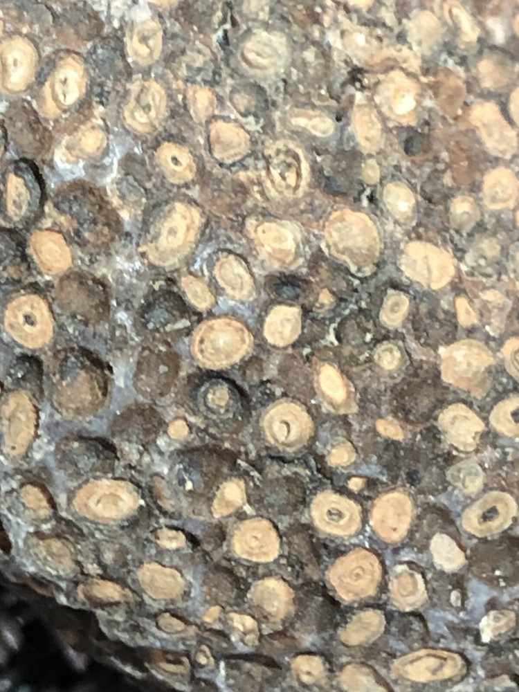 fossil fish eggs?
