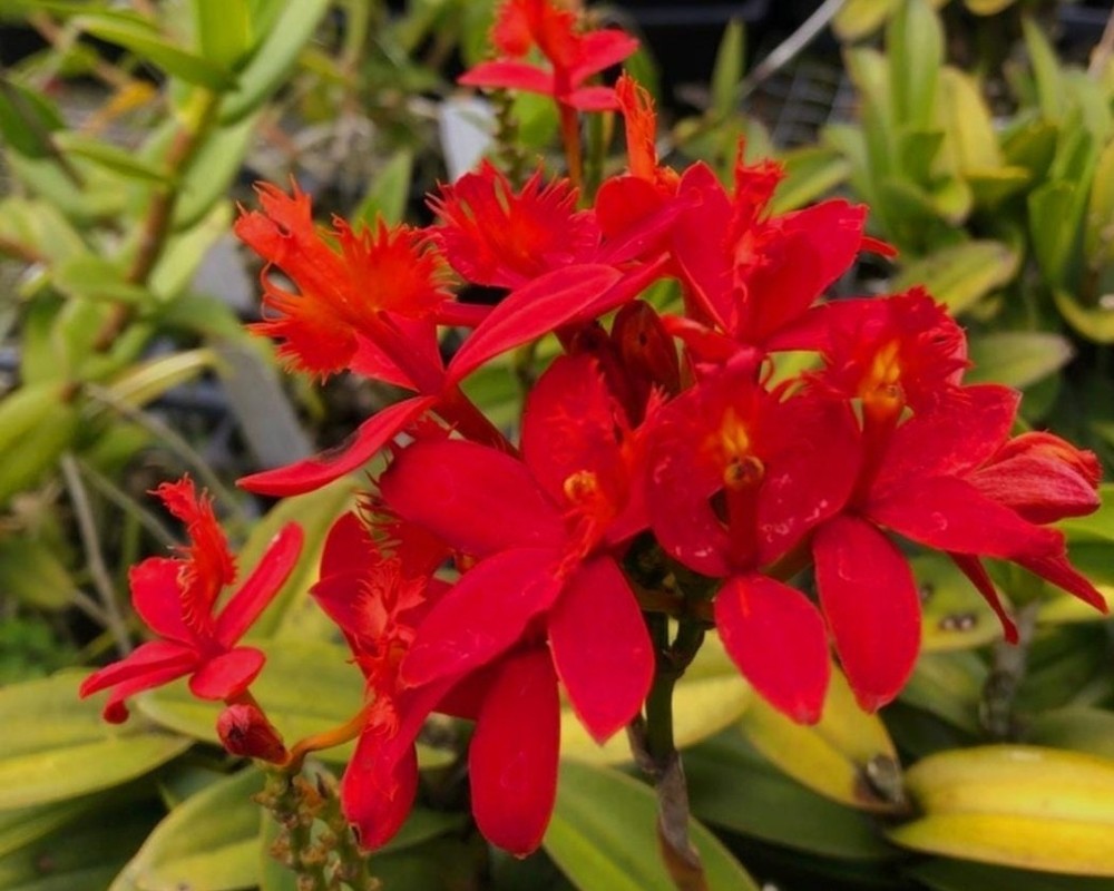 Epidendrum Hokulea ORANGE red fragrant
