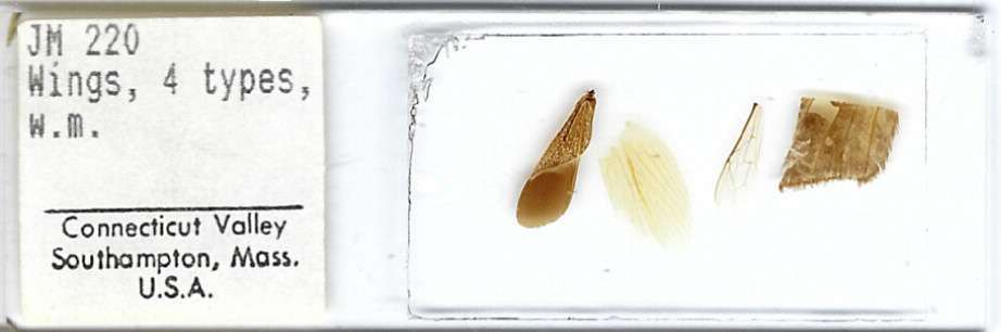 Insect Wings 4 Types w.m. Microscope Slide