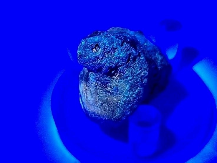 Egg Fossil Permineralized Species Reptile 🦎