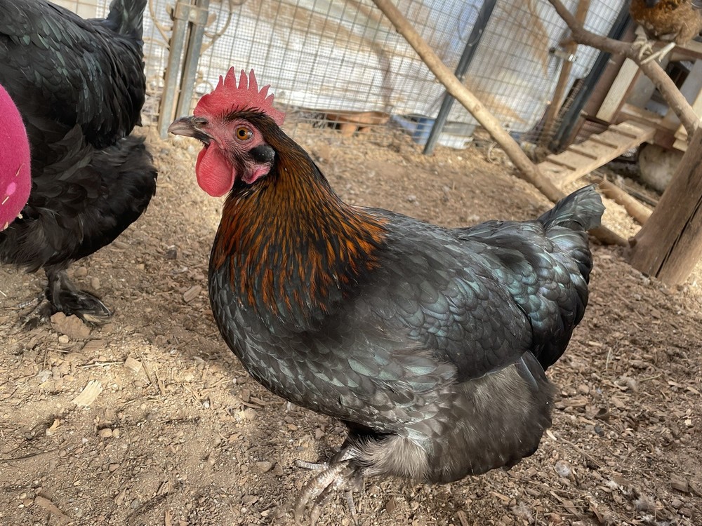 1 Dozen Black Copper Marans Hatching Eggs!