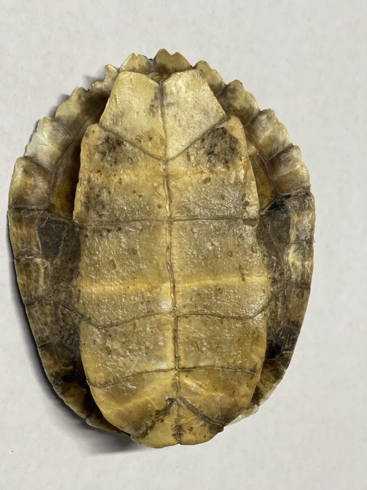 Vintage Turtle Shell