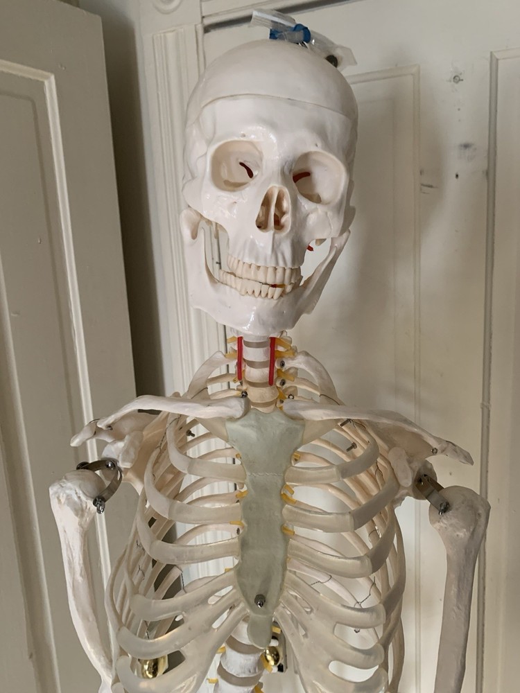 Fantastic Human Skeleton Model