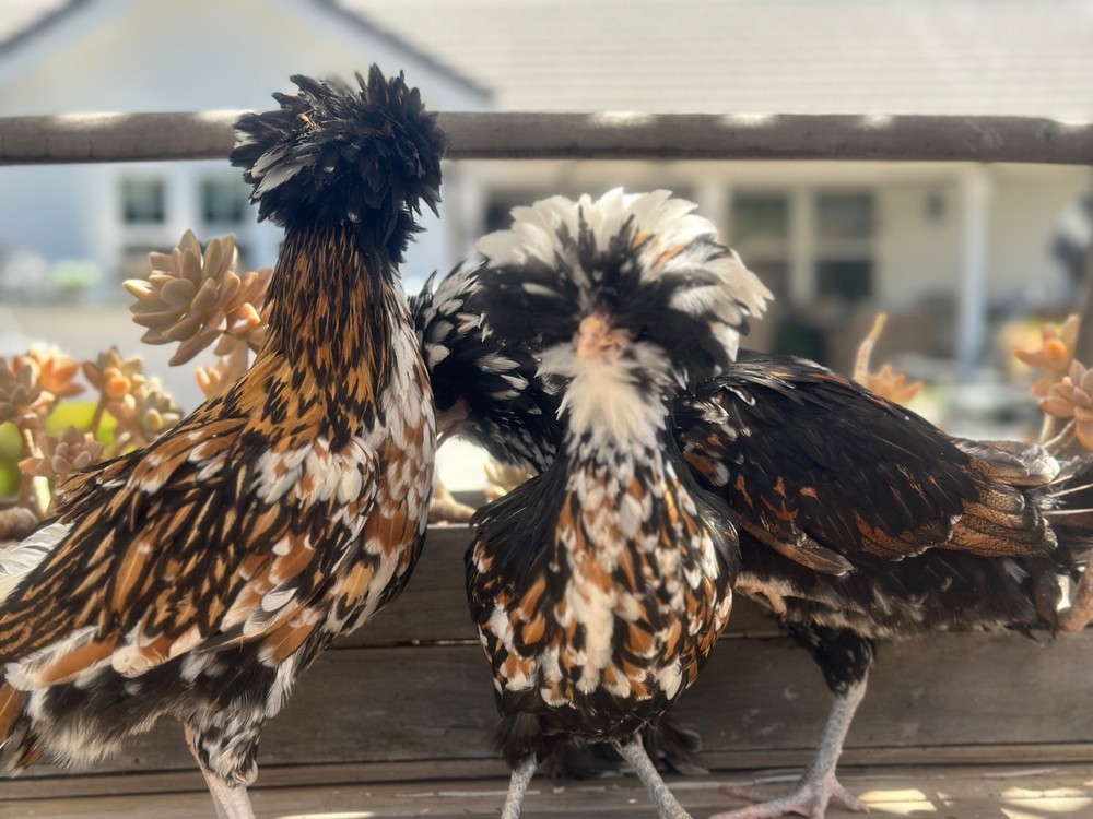 chicken hatching eggs for sale