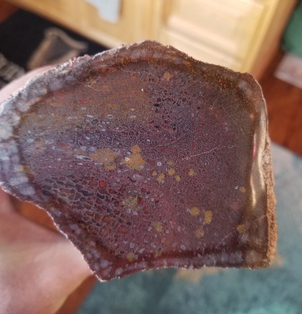 Great 8.75Lb Multi Color Agatized Dinosaur Gem Bone Polished Specimen Display