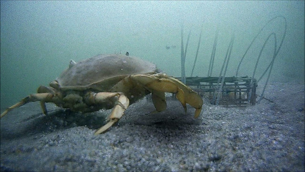 Convenient Crab Trap Set with Replaceable Loops