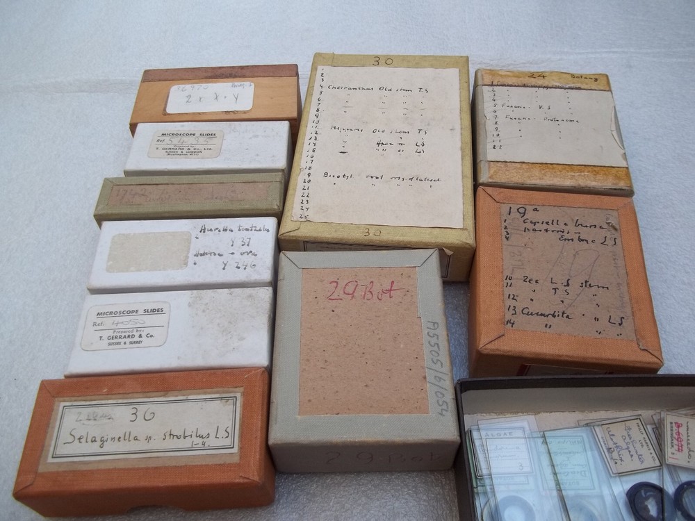 Vintage Glass Microscope Slides - As shown