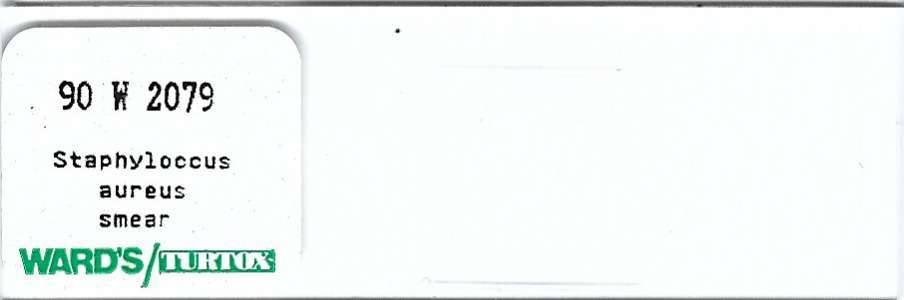 Staphylococcus aureus Smear Microscope Slide