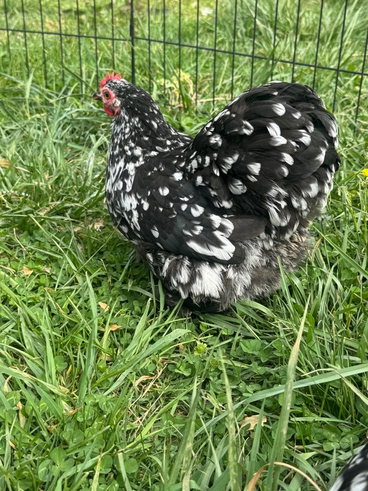 Mottle Cochins Bantam hatching eggs