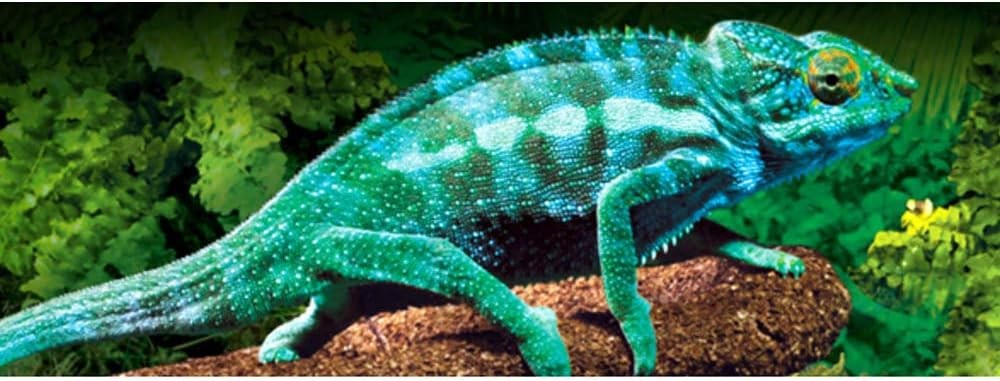 PT1993 Electrolyte Supplement