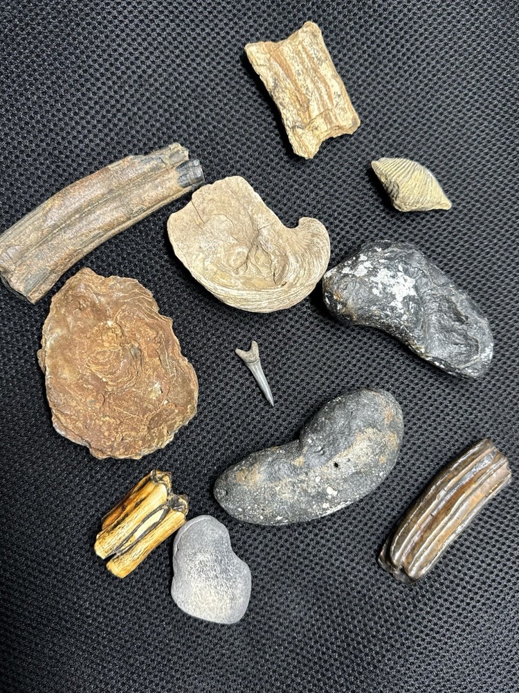 fossil collection lot From Southeastern Us