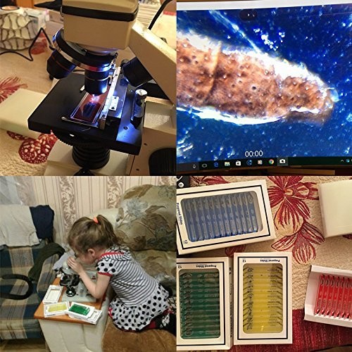 48-Pack Microscope Slides Featuring Plants, Insects - Perfect for STEM Learning