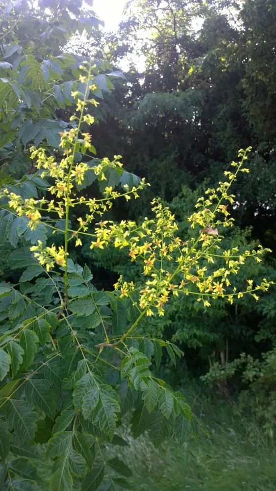 2 RAIN TREE (Koelreuteria Paniculata) Bare-root