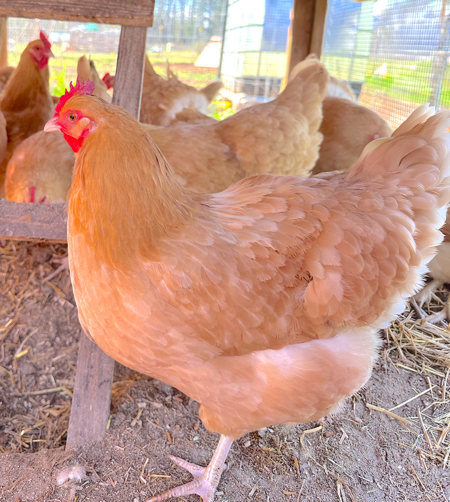 12 Buff Orpington Hatching Eggs - Make Offer!