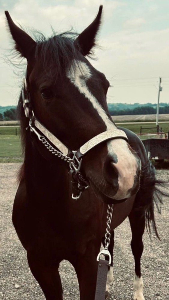 Horse Silver Show Halter