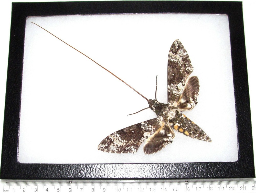 Manduca rustica pollinator sphinx moth Arizona USA framed type 1