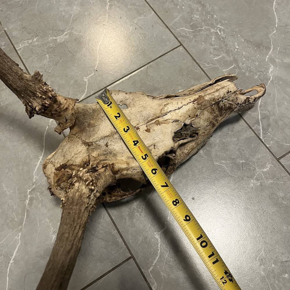 Genuine Weathered Elk Antlers/Mount- Rustic Decor