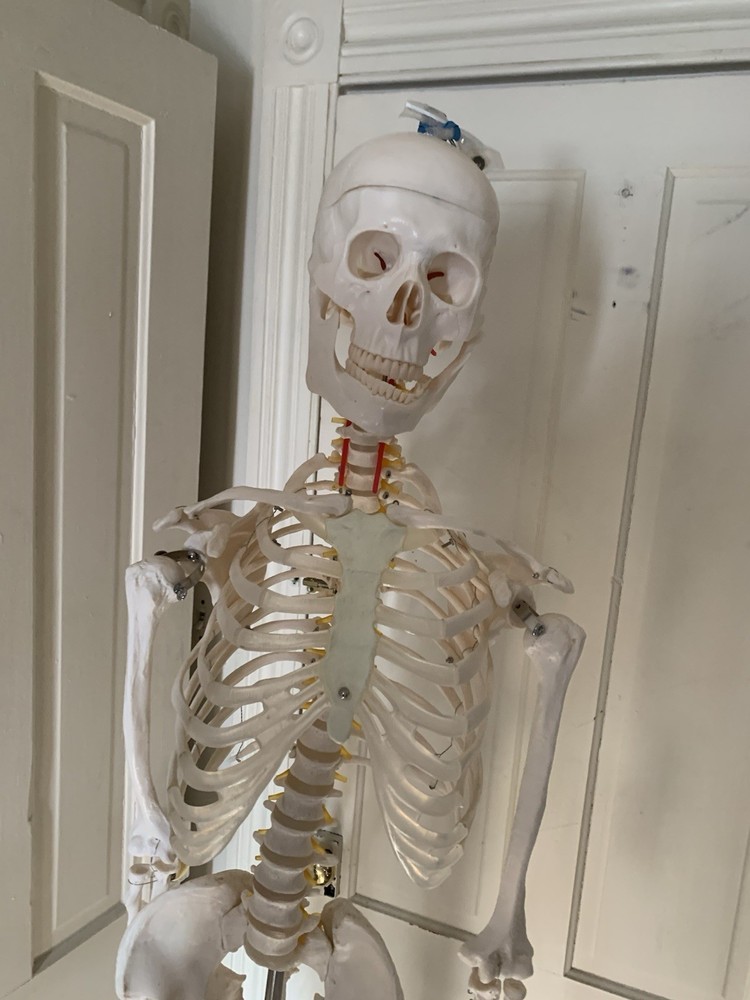 Fantastic Human Skeleton Model
