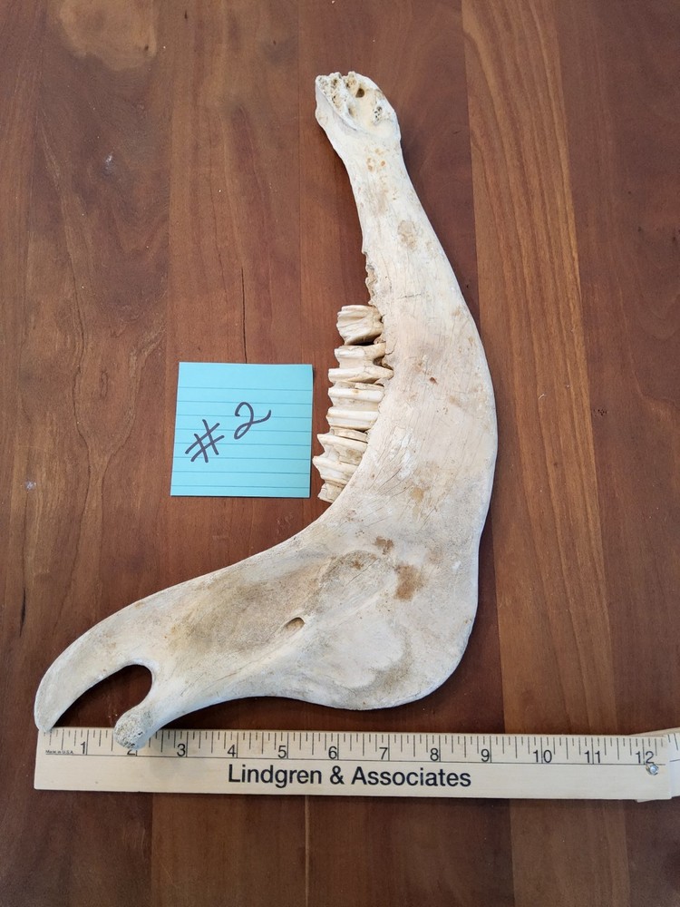 Moose Jaw bone 50 Years Old
