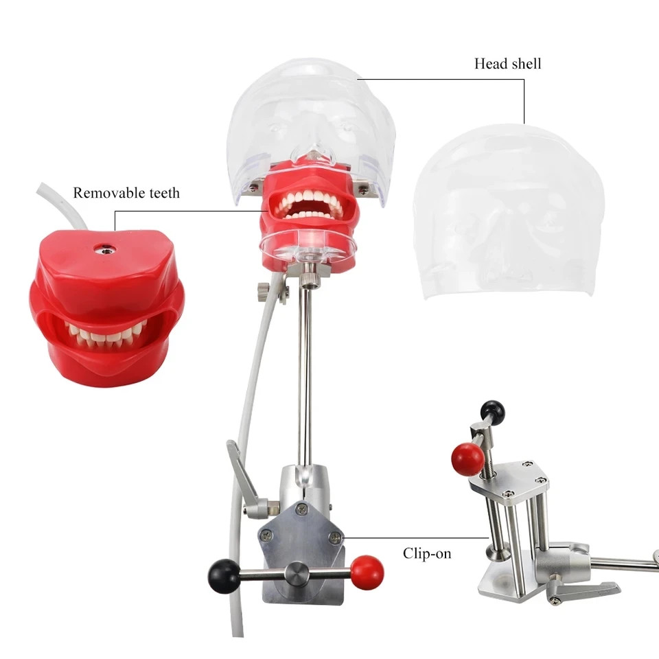 Dental Phantom Mannequin Head Simulator with Typodont Teeth Model for Training