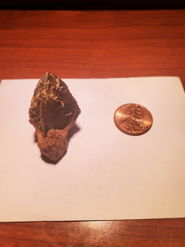 Triceratops Tooth (Unworn!)