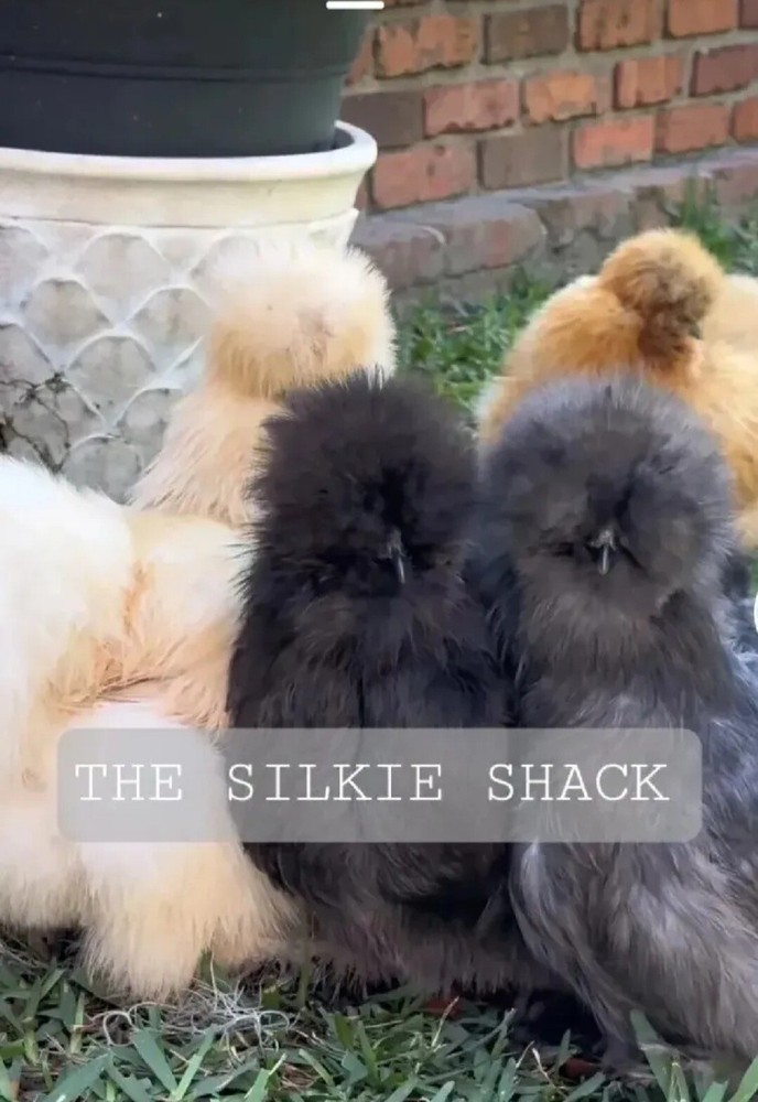 Silkie Chicken Hatching Eggs NPIP Certified