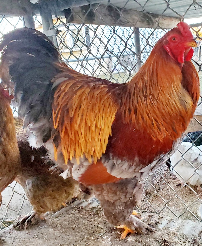 Blue Partridge Brahma Hatching Eggs 8+
