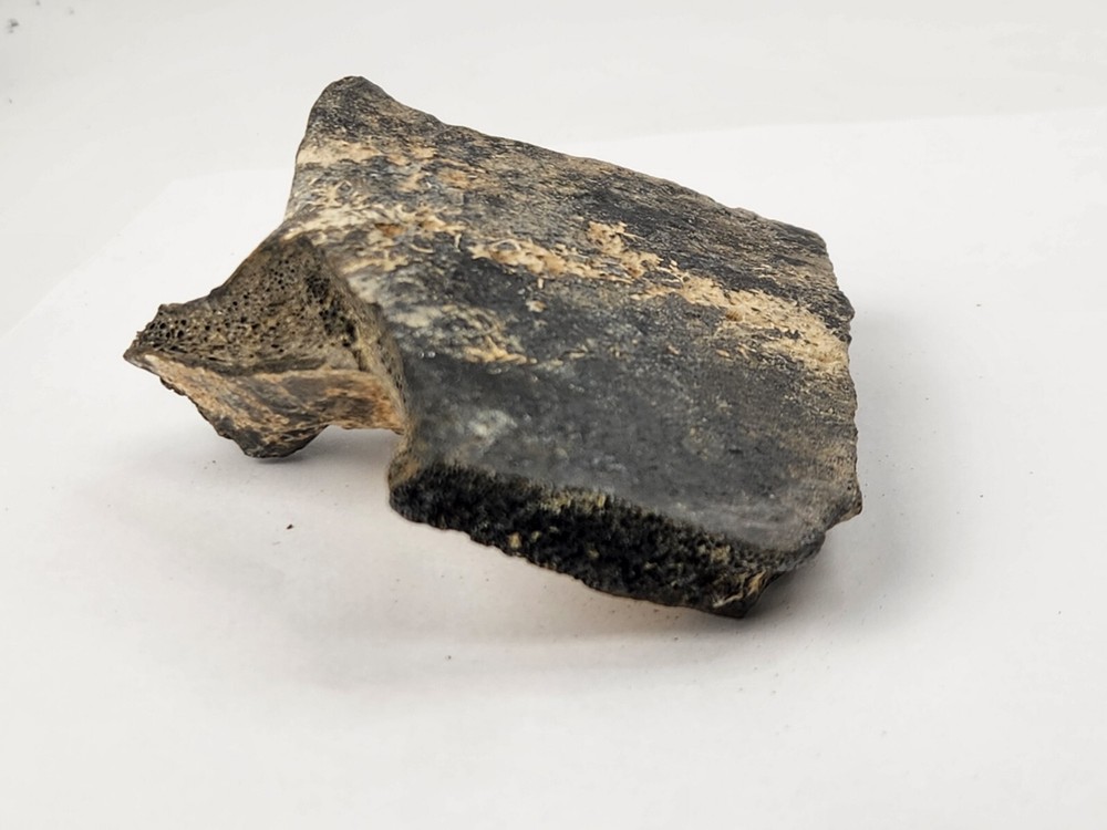 Pathological Turtle Shell Fossil - Florida