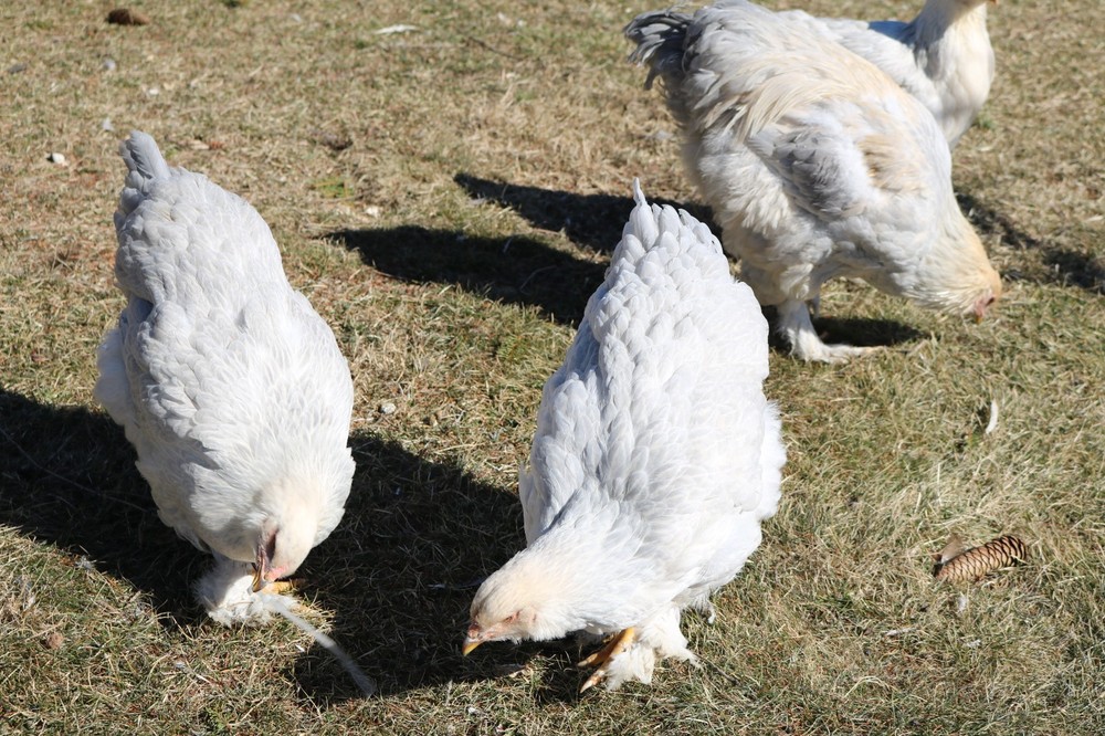 6+ Isabel Large Breed Brahma Hatching Eggs