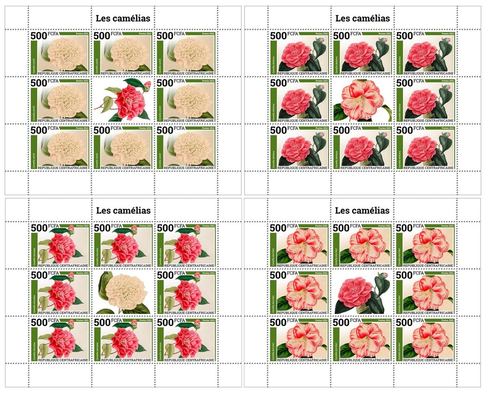 Camelias
