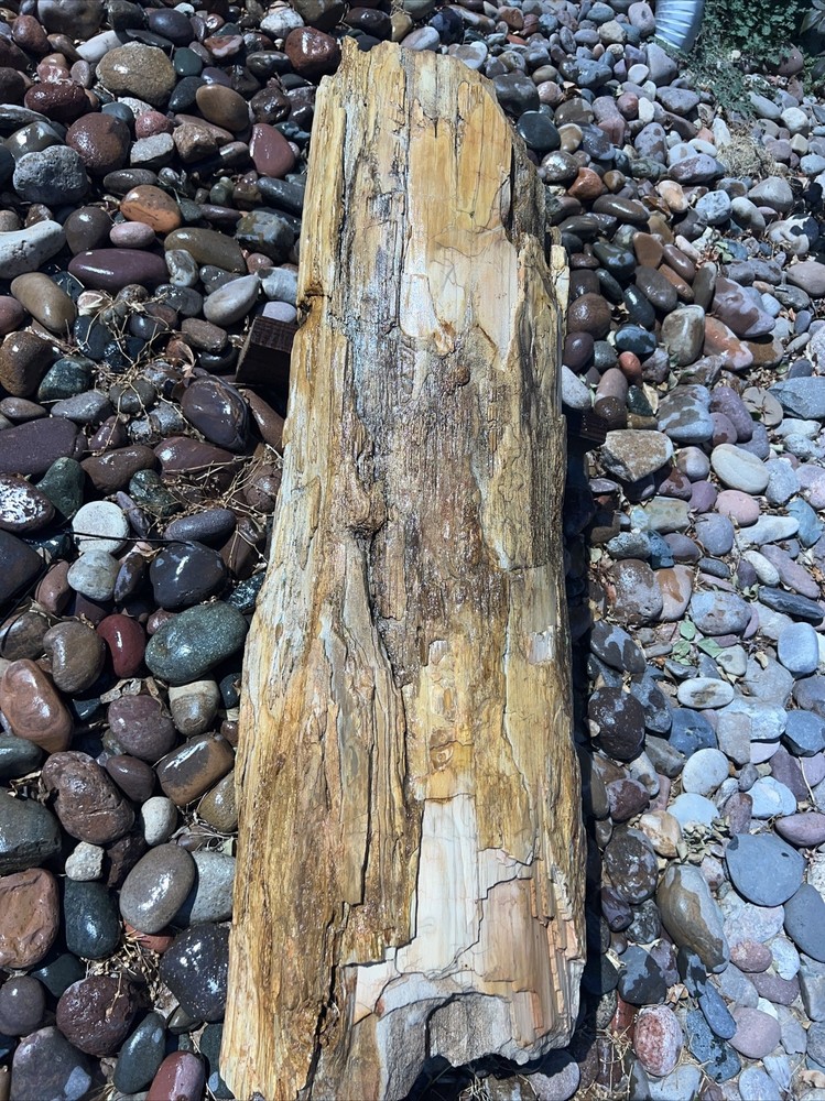 PETRIFIED LOG Large Piece.